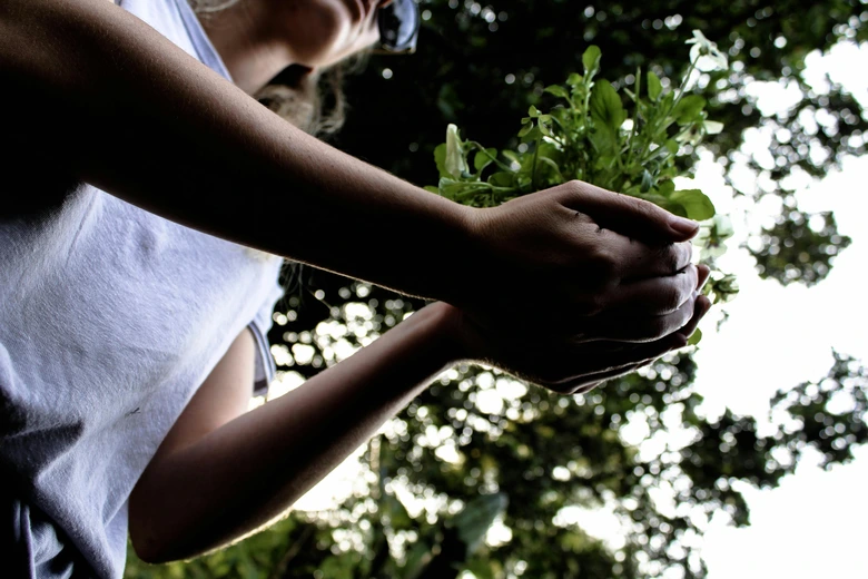 tree planting